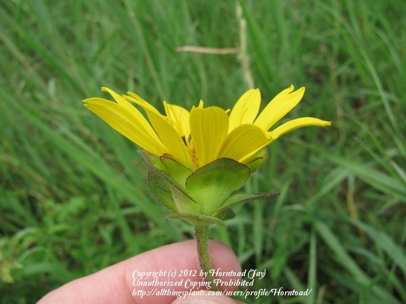 Photo of Rough-stem Rosinweed (Silphium radula) uploaded by Horntoad