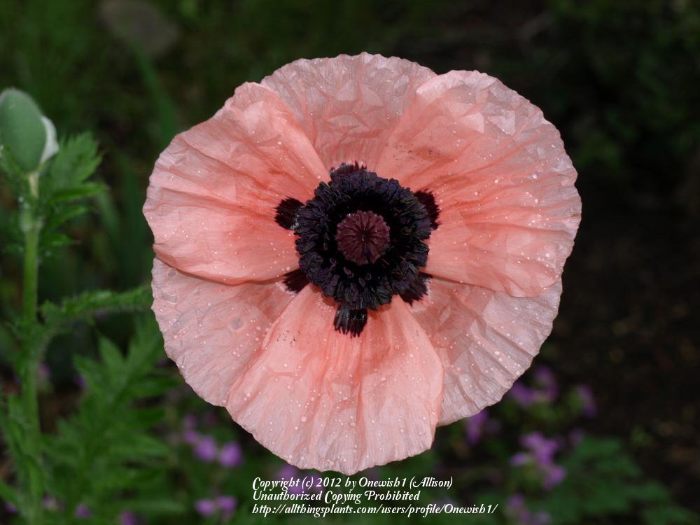 Photo of Oriental Poppy (Papaver orientale 'Coral Reef') uploaded by Onewish1