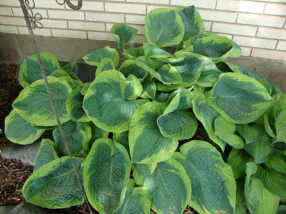 Photo of Hosta 'Frances Williams' uploaded by Paul2032