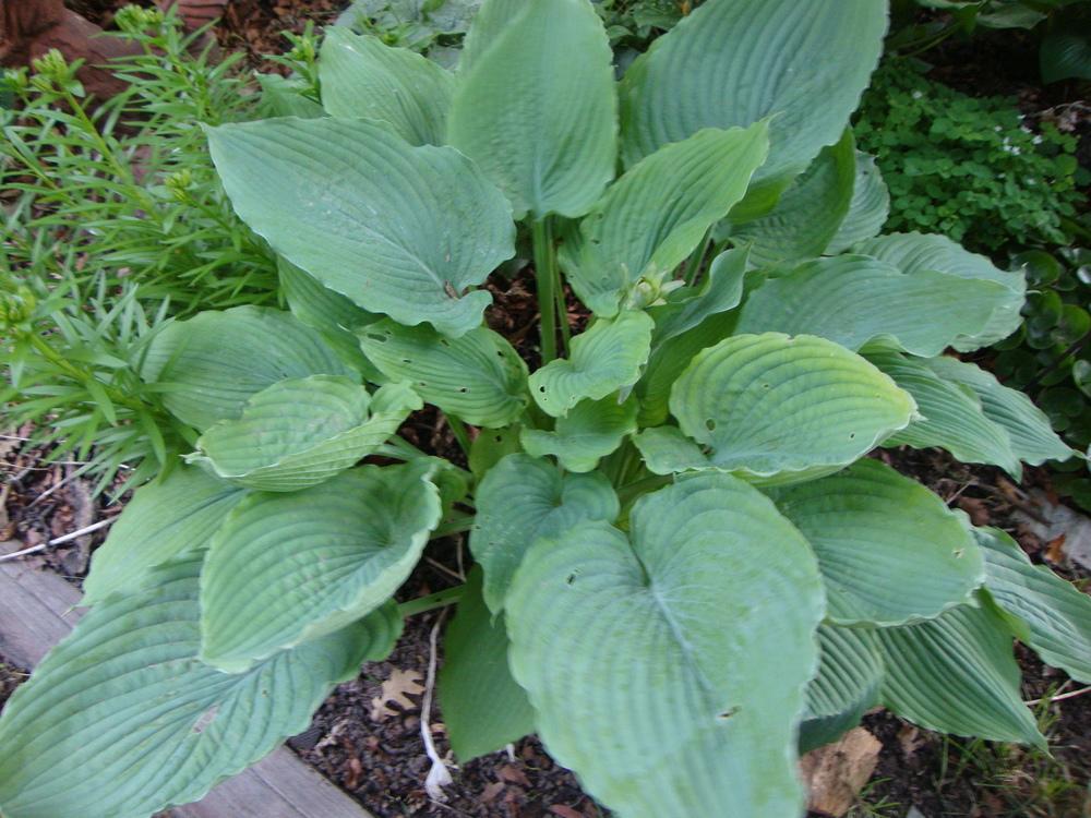 Photo of Hosta 'Queen of the Seas' uploaded by Paul2032