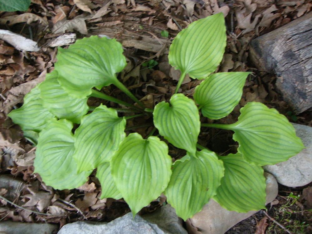 Photo of Hosta 'Candy Dish' uploaded by Paul2032