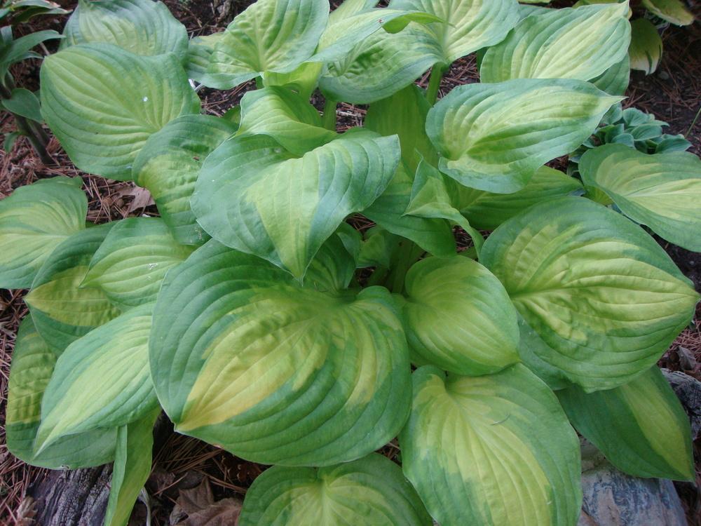 Photo of Hosta 'Dance with Me' uploaded by Paul2032