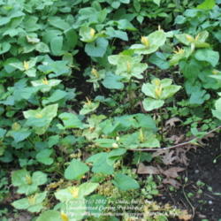 Location: Montréal Botanical Garden
Date: 2012-05-26
Trillium luteum