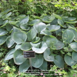 Location: Montréal Botanical Garden
Date: 2012-05-27
H. 'Buckshaw Blue'