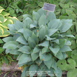 Location: Montréal Botanical Garden
Date: 2012-05-26
H. 'Wolcott'