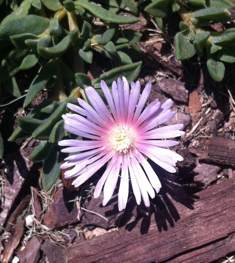 Photo of Ice Plant (Delosperma Lavender Ice™) uploaded by clintbrown