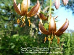 Thumb of 2012-05-28/magnolialover/55ae4c