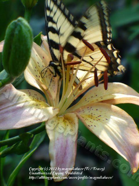 Photo of Lily (Lilium 'Corianne') uploaded by magnolialover