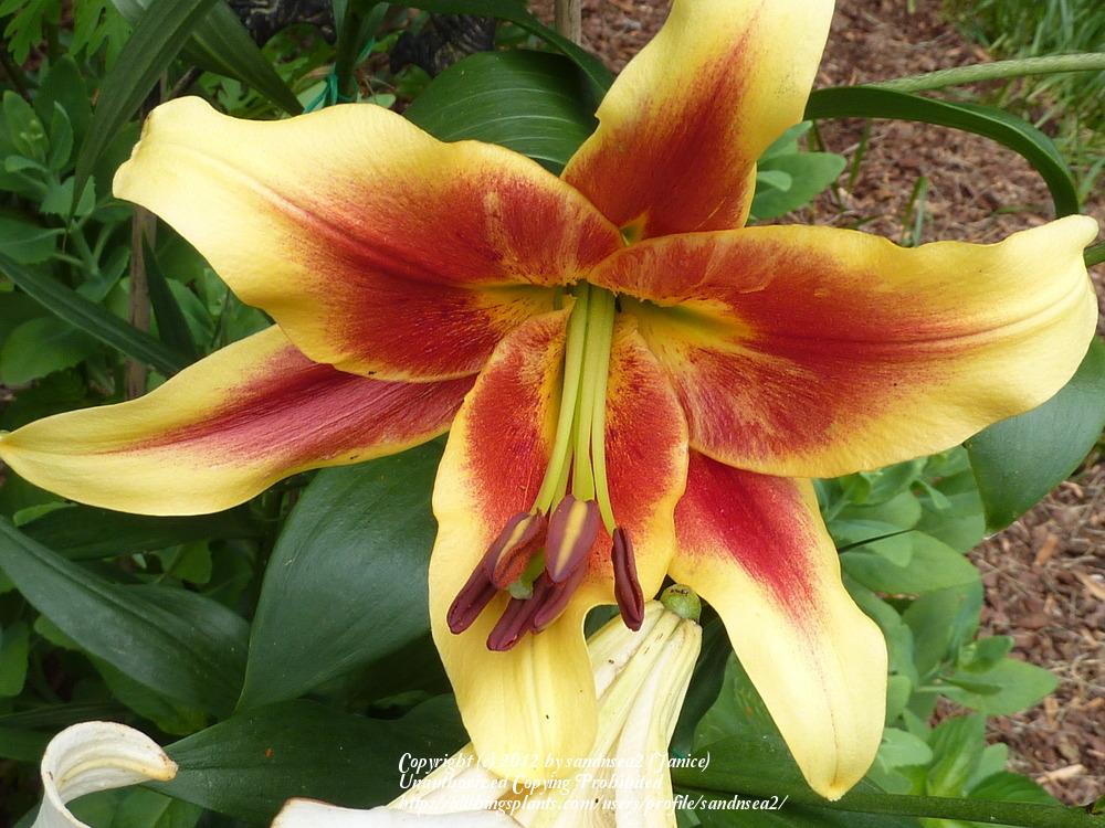 Photo of Lily (Lilium 'American West') uploaded by sandnsea2