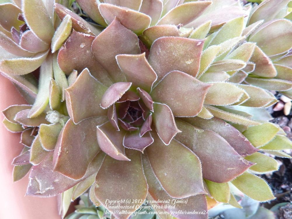 Photo of Hen and Chicks (Sempervivum 'Pacific Devil's Food') uploaded by sandnsea2