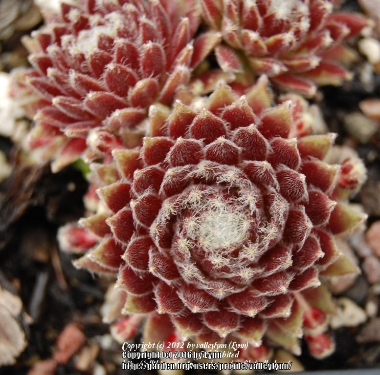 Photo of Hen and Chicks (Sempervivum 'Pacific Grace') uploaded by valleylynn