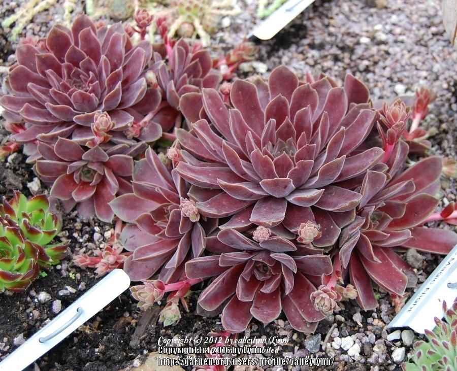 Photo of Hen and Chicks (Sempervivum 'Pacific Magic Night') uploaded by valleylynn