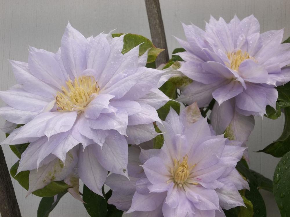 Photo of Clematis 'Belle of Woking' uploaded by ves