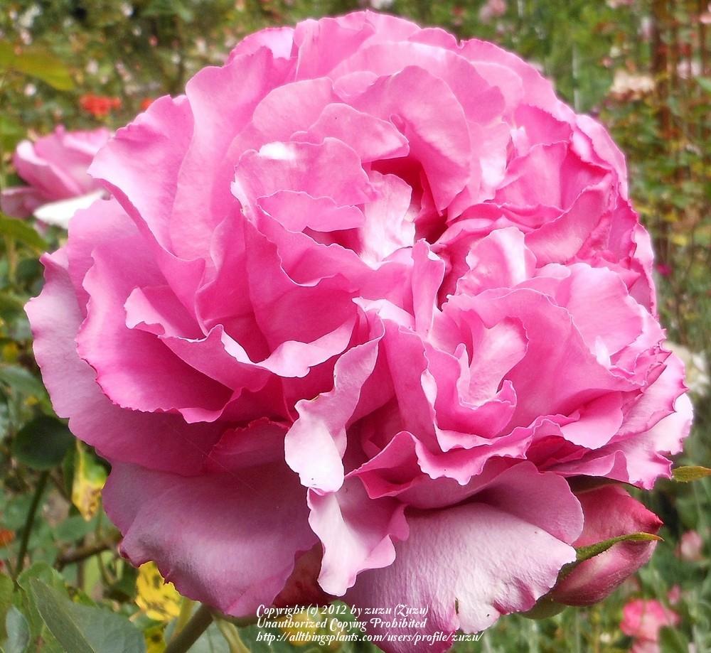 Photo of Rose (Rosa 'Yves Piaget') uploaded by zuzu