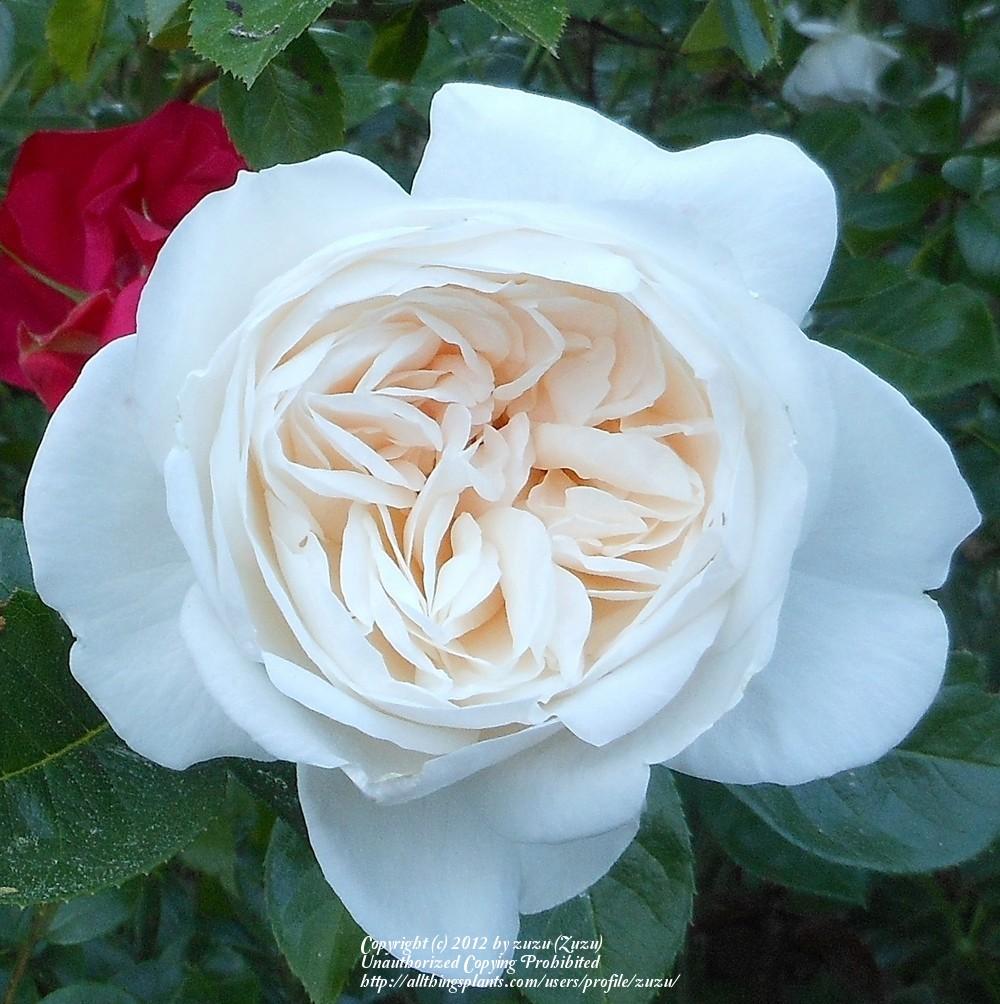 Photo of Rose (Rosa 'Summer Memories') uploaded by zuzu