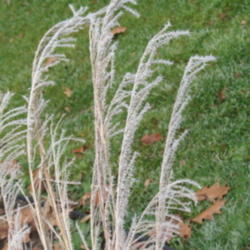 Location: Vermont
Date: 2009-11-18
Stems covered in frost