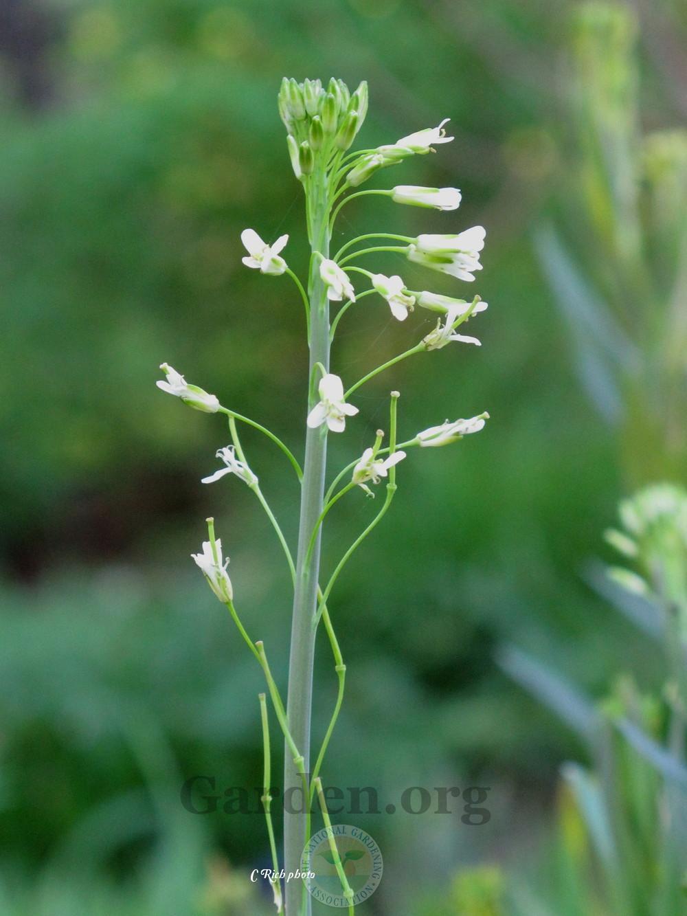 Photo of Tower Rockcress (Turritis glabra) uploaded by Char
