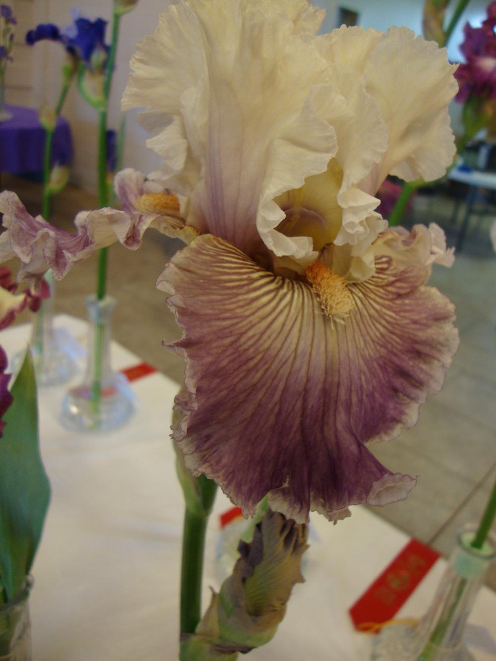 Photo of Tall Bearded Iris (Iris 'Juicy Rumours') uploaded by Paul2032
