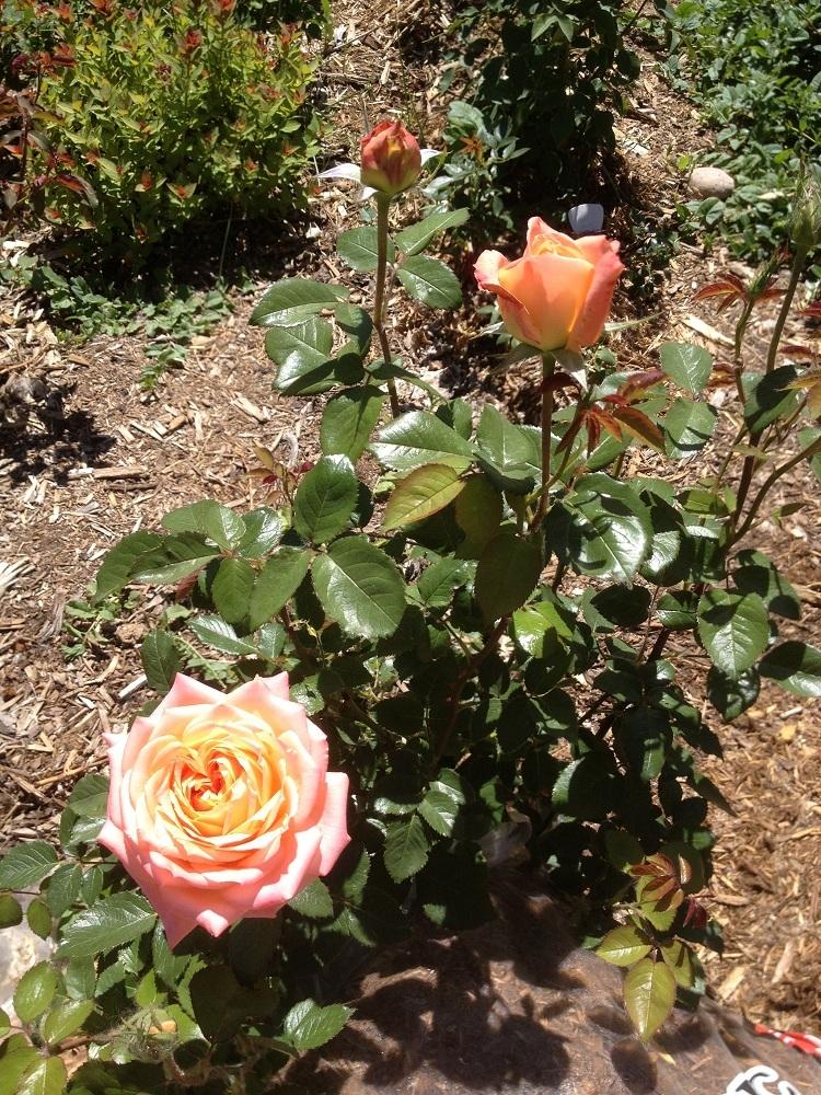 Photo of Rose (Rosa 'Yankee Doodle') uploaded by Skiekitty