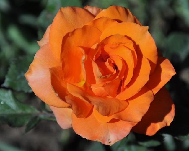 Photo of Rose (Rosa 'Gingersnap') uploaded by Steve812