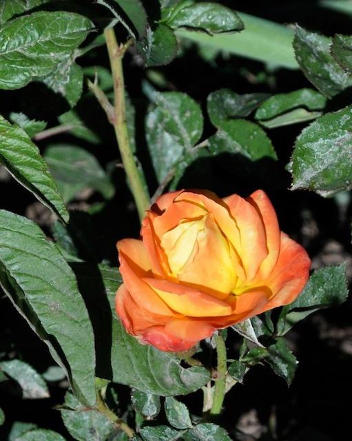 Photo of Rose (Rosa 'Judy Garland') uploaded by Steve812