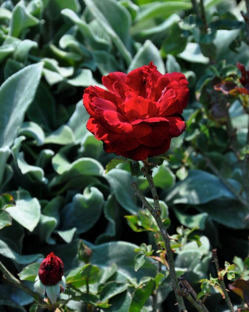 Photo of Rose (Rosa 'Don Juan') uploaded by Steve812