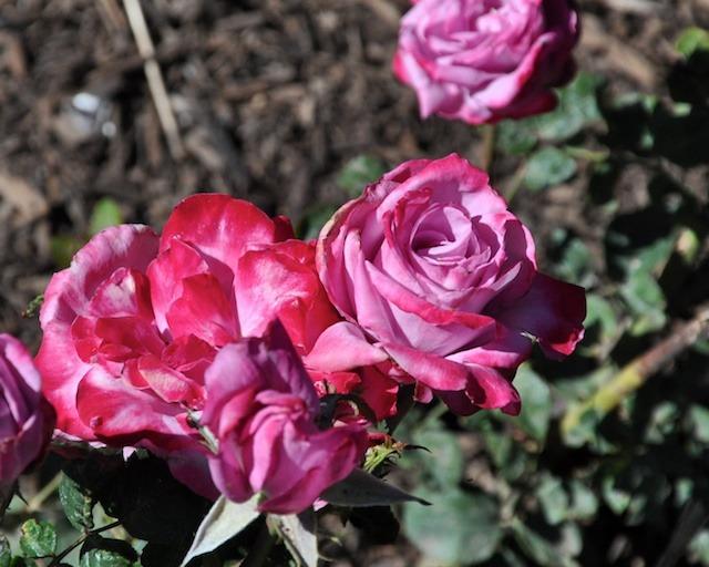 Photo of Rose (Rosa 'Paradise') uploaded by Steve812