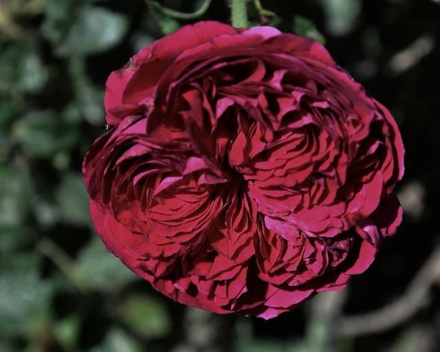 Photo of Rose (Rosa 'Falstaff') uploaded by Steve812