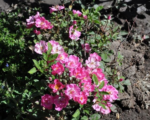 Photo of Rose (Rosa 'Chatillon Rose') uploaded by Steve812