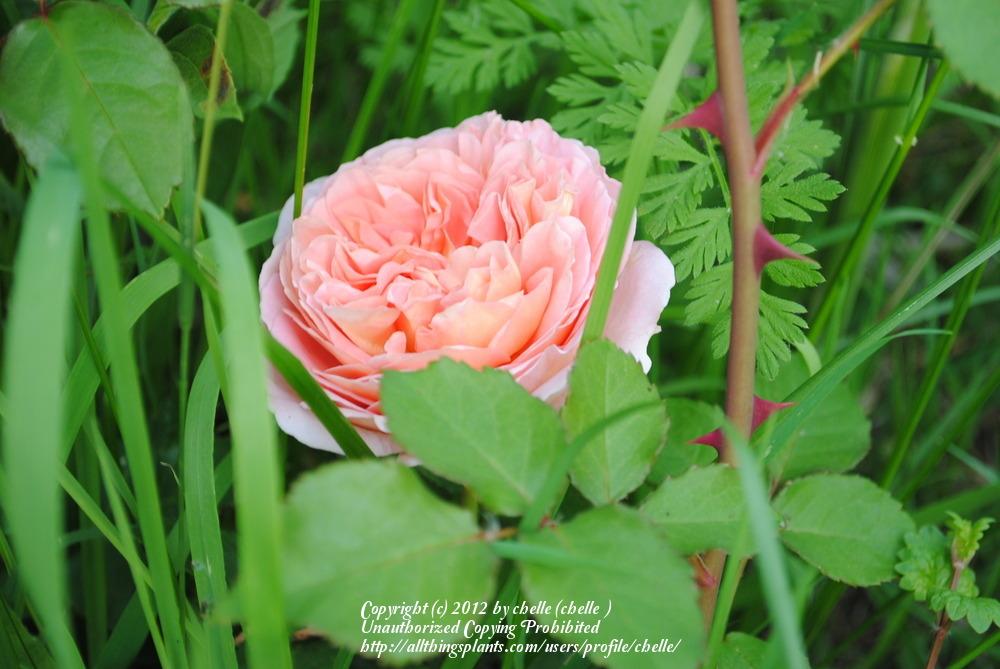 Photo of Rose (Rosa 'Abraham Darby') uploaded by chelle