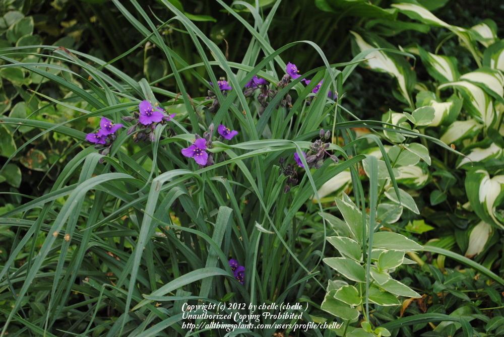 Photo of Tradescantia (Andersoniana Group) (Tradescantia 'Purple Profusion') uploaded by chelle