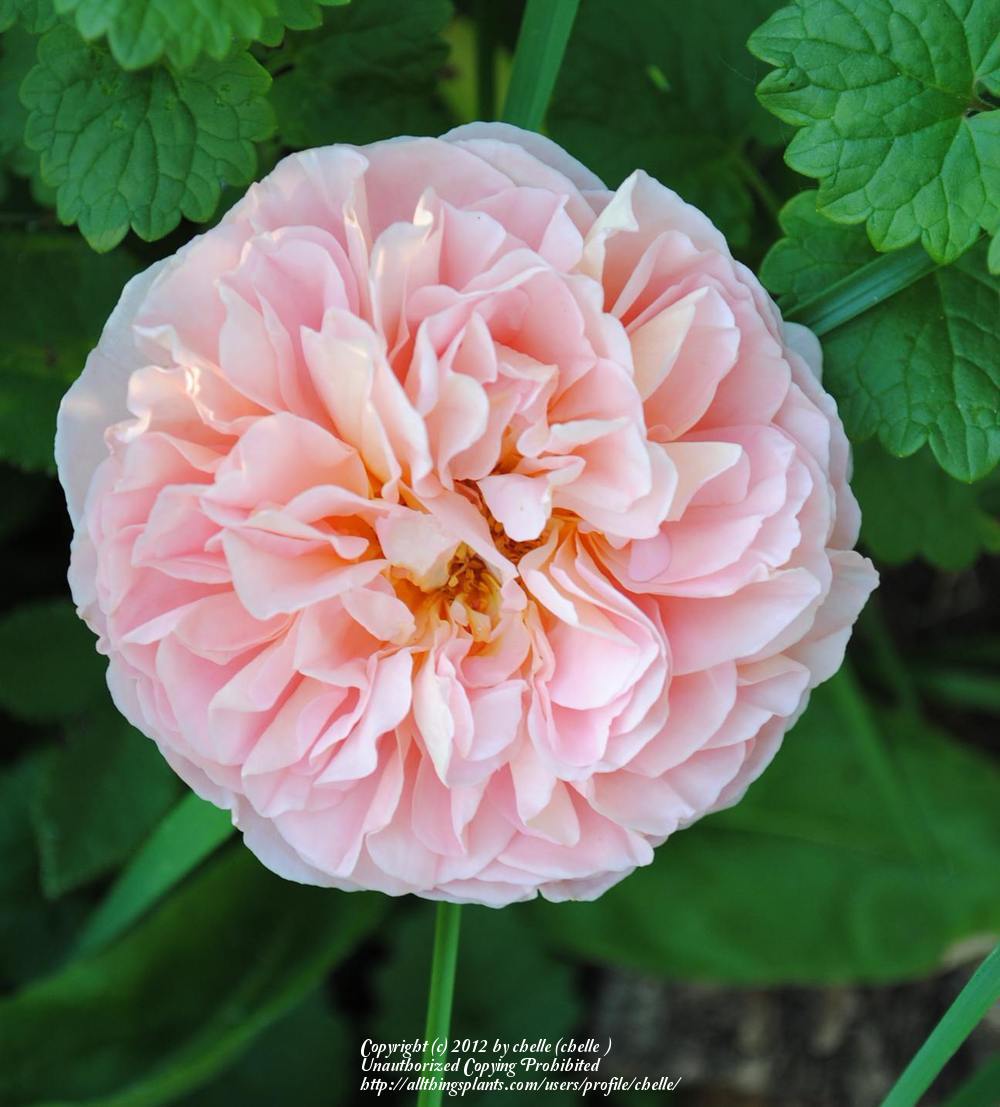 Photo of Rose (Rosa 'Abraham Darby') uploaded by chelle