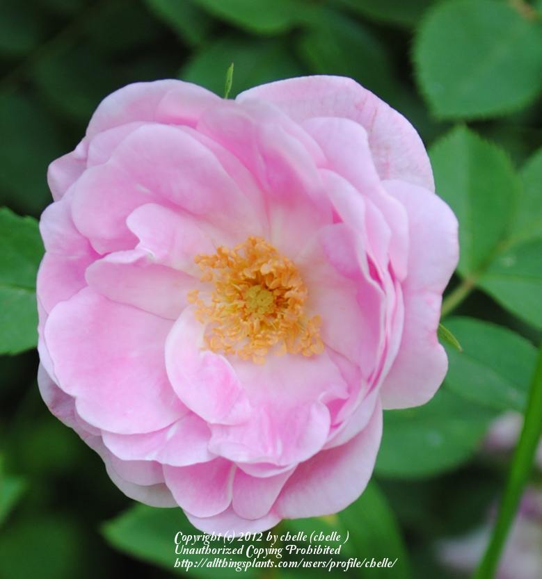 Photo of Rose (Rosa 'Kazanlik') uploaded by chelle