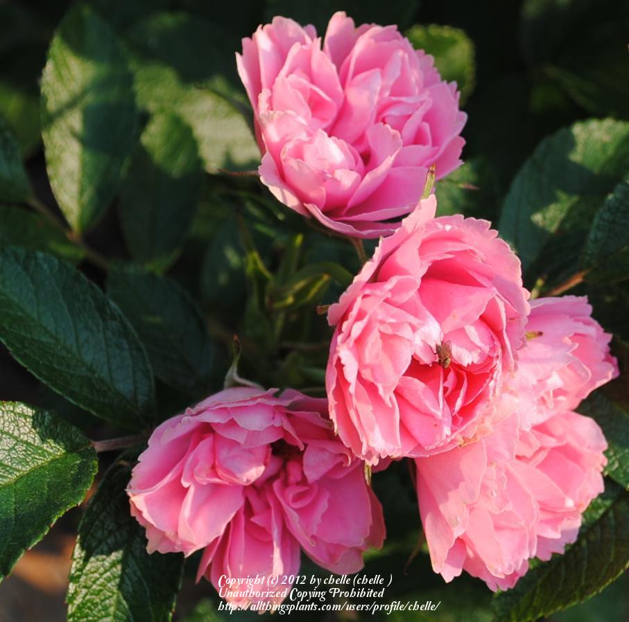 Photo of Rose (Rosa 'Pink Grootendorst') uploaded by chelle