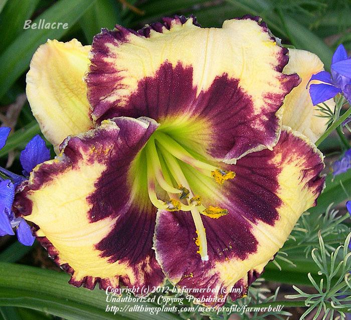 Photo of Daylily (Hemerocallis 'Special Candy') uploaded by farmerbell