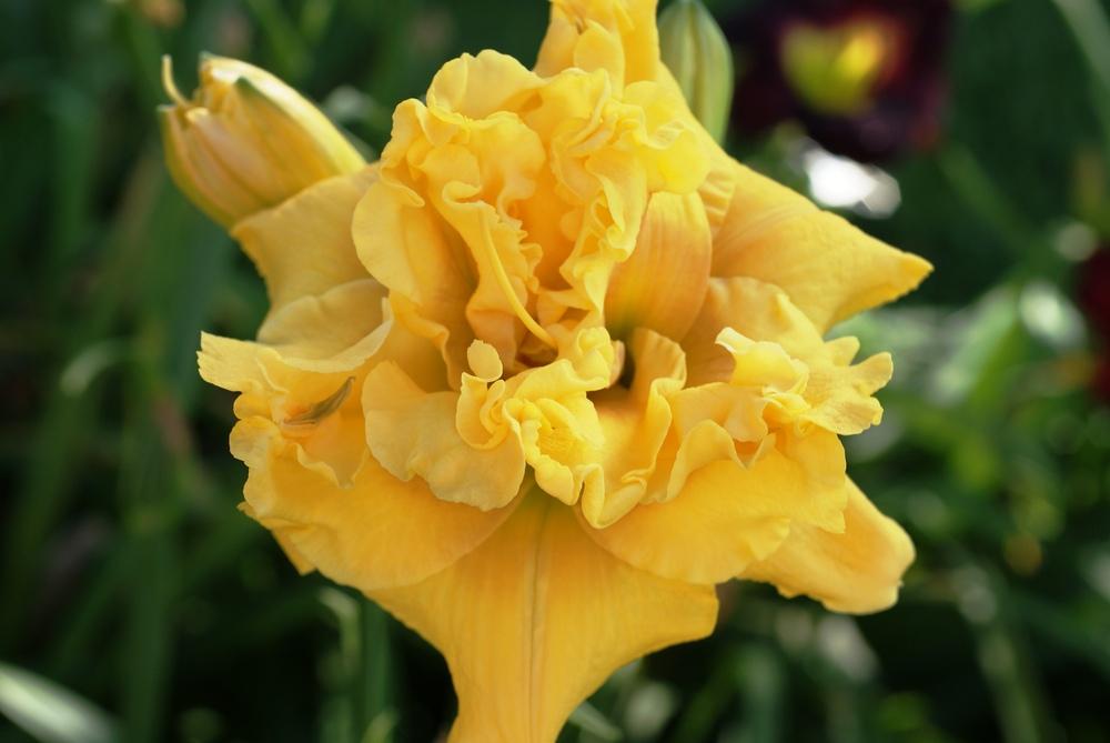 Photo of Daylily (Hemerocallis 'Dutch Yellow Truffle') uploaded by florange