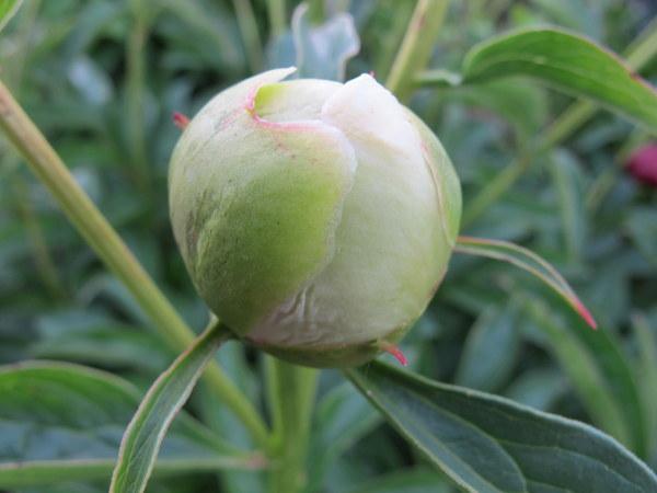 Photo of Peony (Paeonia lactiflora 'Honey Gold') uploaded by goldfinch4
