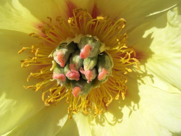 Photo of Intersectional Peony (Paeonia 'Garden Treasure') uploaded by goldfinch4