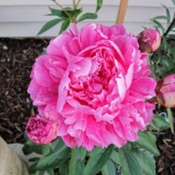 Location: My garden, zone 4 Wisconsin
Date: 2012-05-29
2nd year flower, much darker and fuller