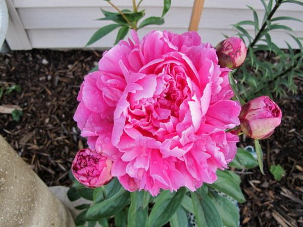 Photo of Chinese Peony (Paeonia lactiflora 'Little Pink Lullaby') uploaded by goldfinch4