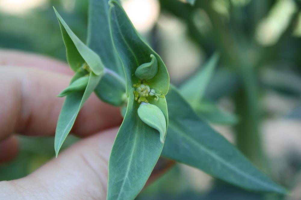 Photo of Gopher Spurge (Euphorbia lathyris) uploaded by keyi