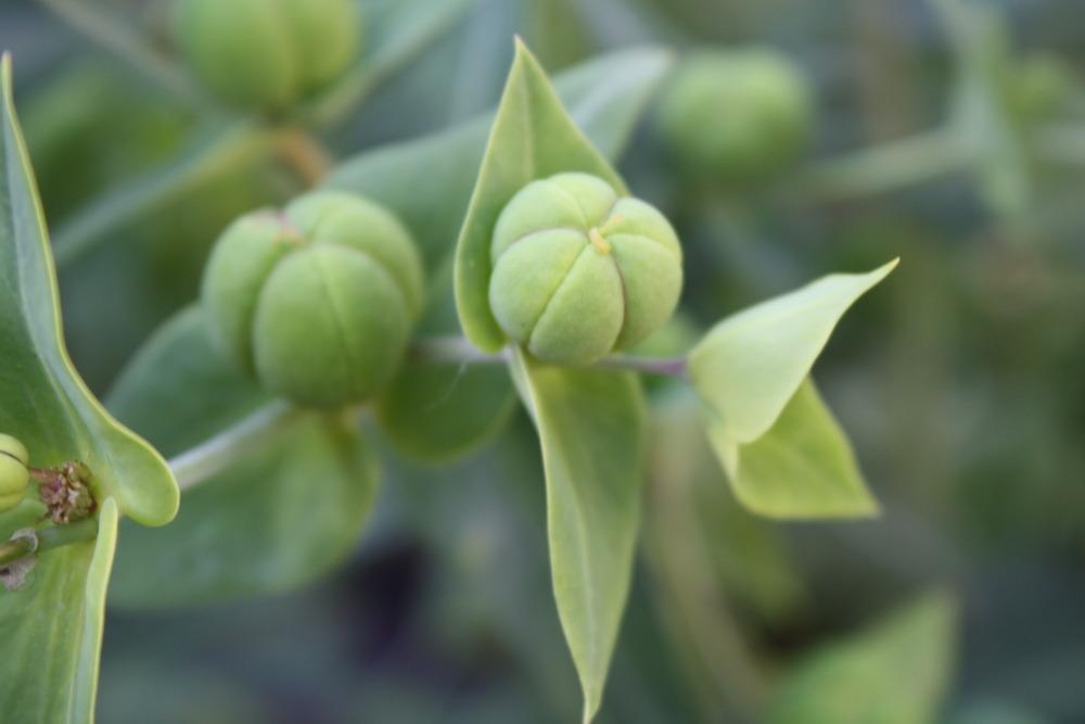 Photo of Gopher Spurge (Euphorbia lathyris) uploaded by keyi