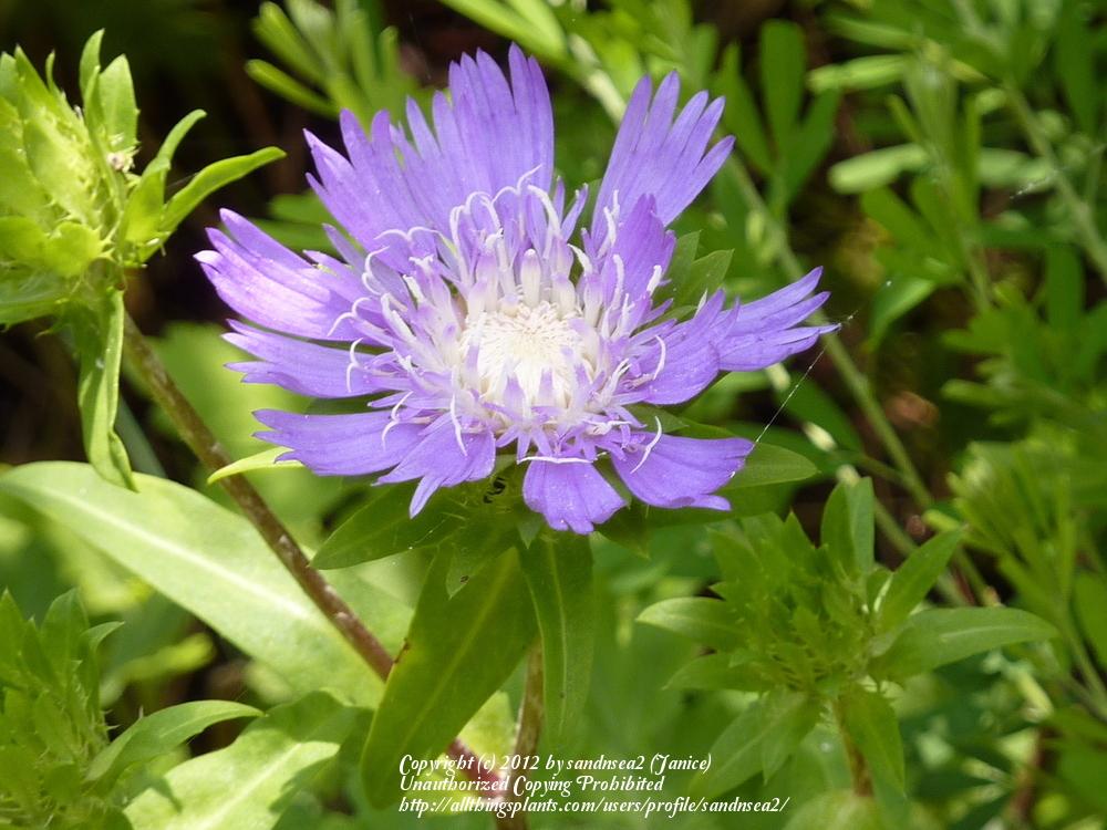 Photo of Stokes' Aster (Stokesia laevis) uploaded by sandnsea2