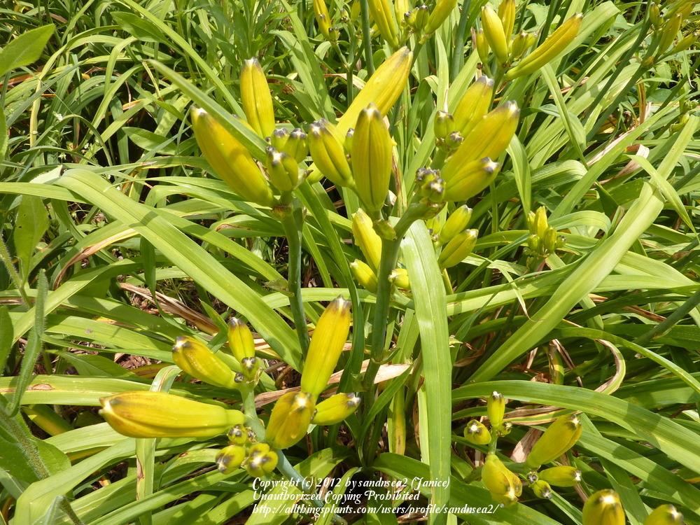 Photo of Daylily (Hemerocallis 'Mary Todd') uploaded by sandnsea2