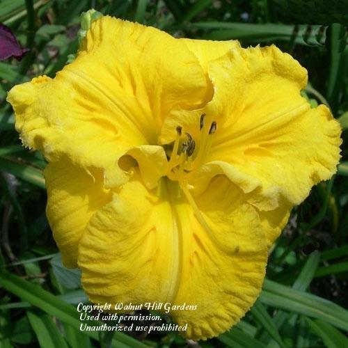 Photo of Daylily (Hemerocallis 'Song of the Empire') uploaded by vic