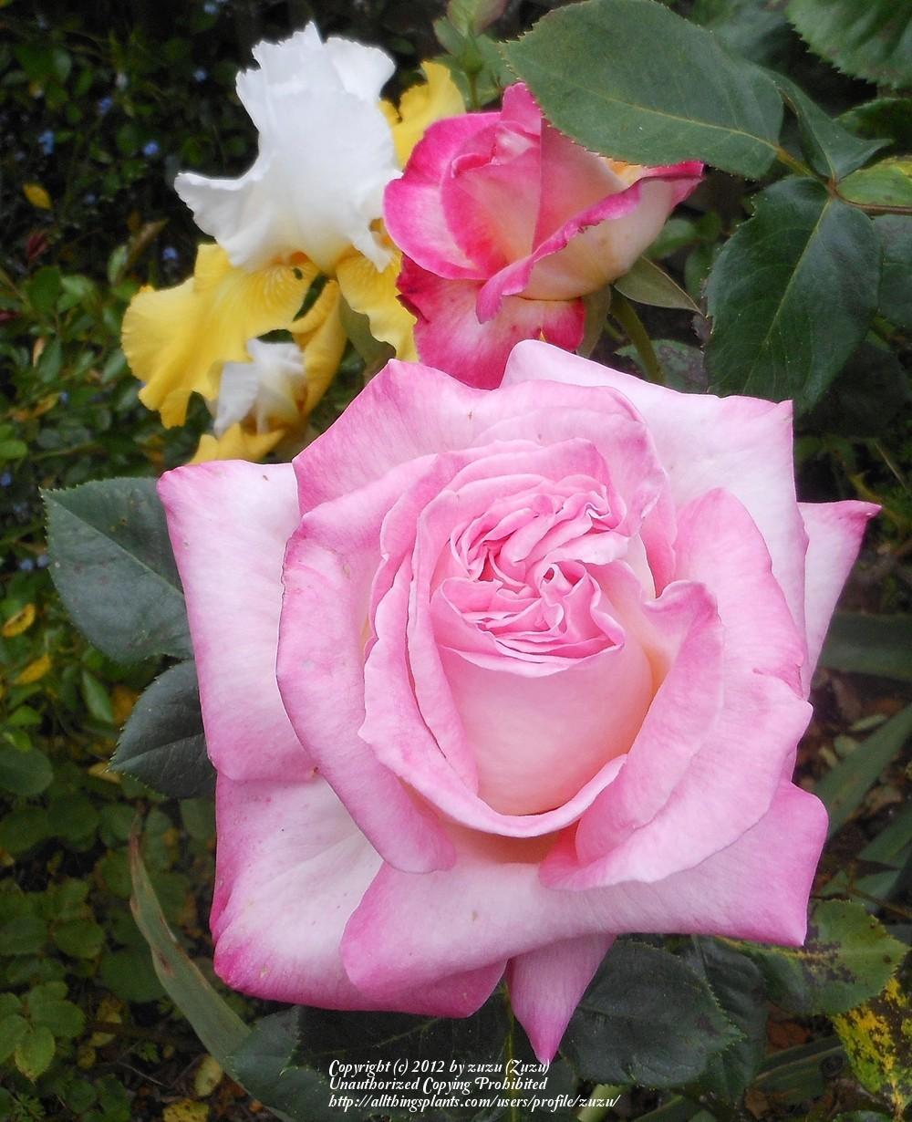 Photo of Rose (Rosa 'California Dreamin'') uploaded by zuzu