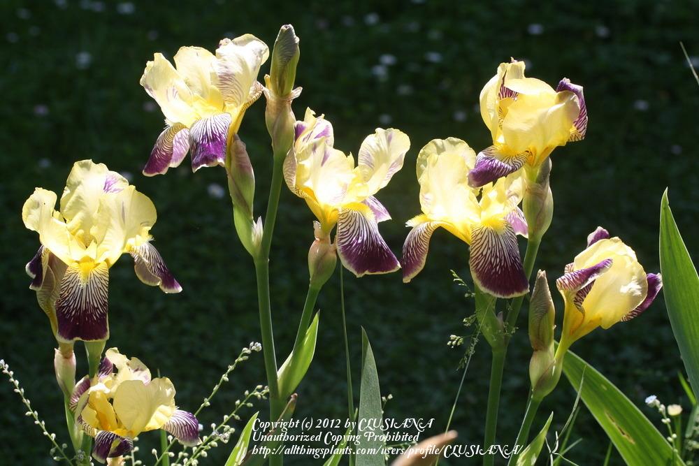 Photo of Intermediate Bearded Iris (Iris 'Loreley') uploaded by CLUSIANA