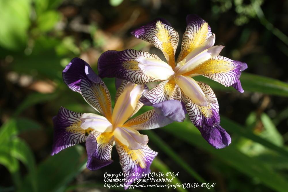 Photo of Tall Bearded Iris (Iris 'Rhythm') uploaded by CLUSIANA