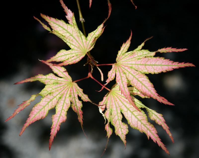Photo of Japanese Maple (Acer palmatum 'Peaches and Cream') uploaded by Calif_Sue