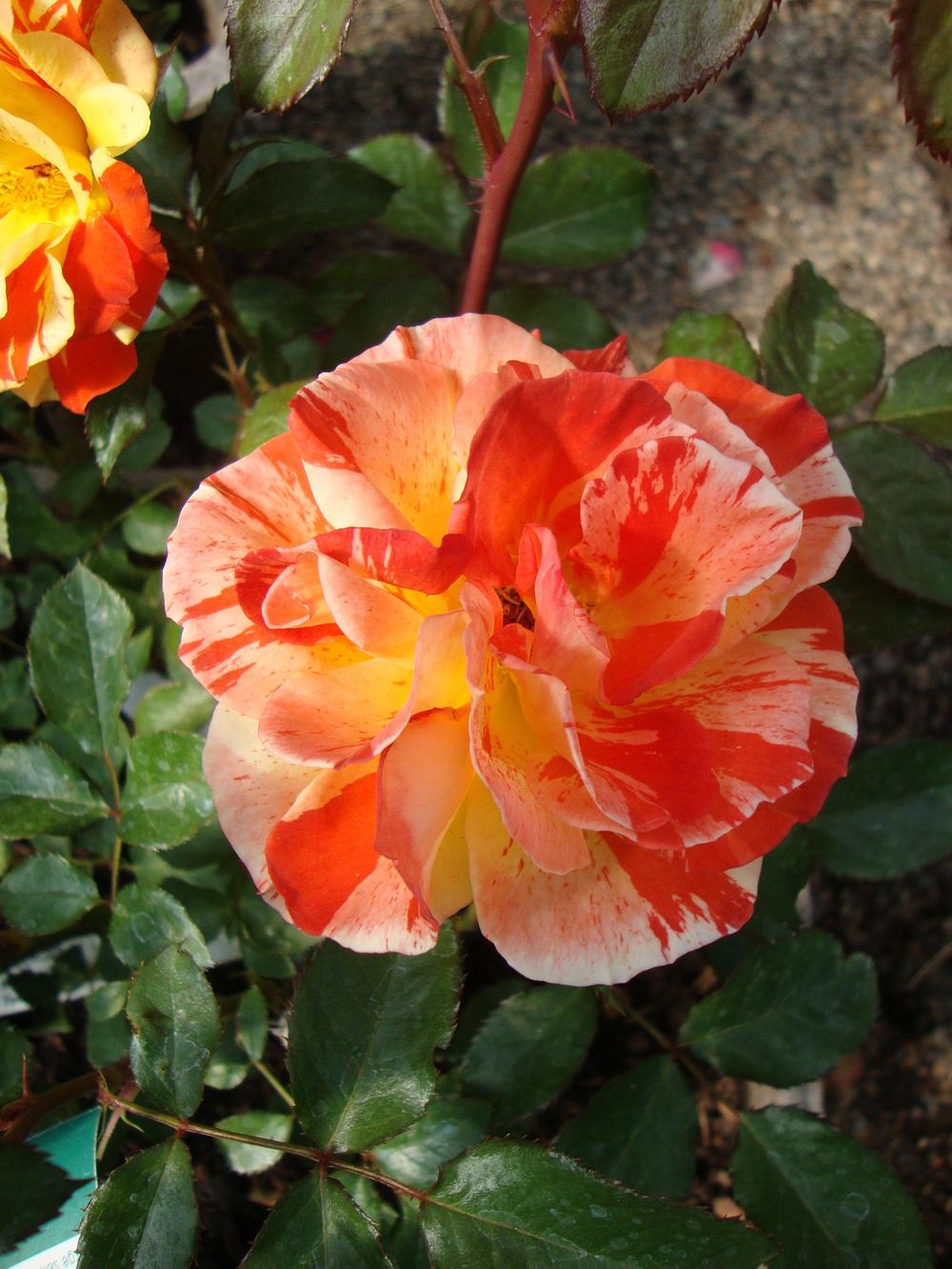 Photo of Rose (Rosa 'Oranges 'n' Lemons') uploaded by Paul2032
